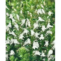 Pflanzen Für Dich Staude Lobelia siphilitica Alba, 1 St., Weiße Lobelie, Siphilitica-Lobelie weiß