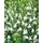 Pflanzen Für Dich Staude Lobelia siphilitica Alba, 1 St., Weiße Lobelie, Siphilitica-Lobelie weiß