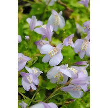 Pflanzen Für Dich Mazus reptans, Bodendecker, blau, ca. 9x9 cm Topf