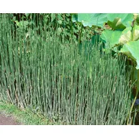 Pflanzen Für Dich Equisetum variegatum, Buntes Schachtelhalm, ca. 9x9
