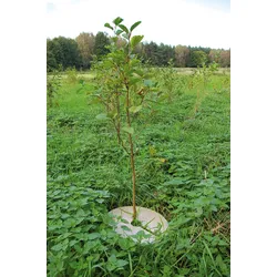 Holzfaser-Mulchplatte