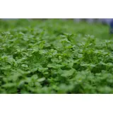 Pflanzen Für Dich Callitriche palustris p 0,5