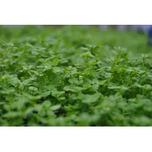 Pflanzen Für Dich Callitriche palustris p 0,5