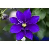 PlantaPro Clematis 'Diamantina' 60–100 cm – Winterhart, Mehrjährig, Pflegeleicht – Waldrebe – Kletterpflanze für Pergola & Rankhilfe