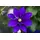 PlantaPro Clematis 'Diamantina' 60–100 cm – Winterhart, Mehrjährig, Pflegeleicht – Waldrebe – Kletterpflanze für Pergola & Rankhilfe