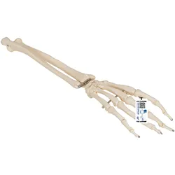 Handskelett Modell mit Unterarm, auf Draht gezogen - 3B Smart Anatomy