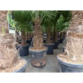 gruenwaren jakubik XL Stämme Palme winterhart 140-180 cm Trachycarpus fortunei, Hanfpalme,