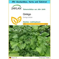 SAFLAX - Geschenk Set - Ginkgo - 4 Samen