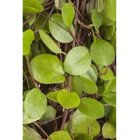 Pflanzen Für Dich Muehlenbeckia axillaris, Kriechende Schönfrucht, ca. 9x9