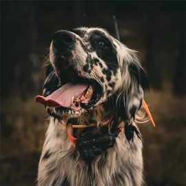 DOGTRACE X25 X25TB (control+collar +educative+beeper)