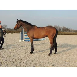 Kentucky Horsewear, Pferdebeinschutz