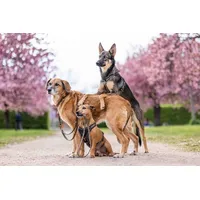 Wolters Professional Comfort Hundegeschirr Olive/Schwarz 50-60 cm