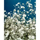 Pflanzen Für Dich Gypsophila Paniculata Bristol Fairy Schleierkraut Ca. 11x11 cm Topf