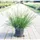 Pflanzen Für Dich Pennisetum alopecuroides Hameln Lampenputzergras 2 Liter Container