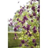 Pflanzen-für-dich.de Clematis viticella 'Purpurea Plena Elegans' 2L 40- 60