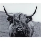 Wenko Glasrückwand Highland Cattle 60 x 50 cm,