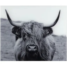 Wenko Glasrückwand Highland Cattle 60 x 50 cm