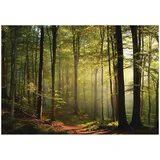 WallArena Fototapete Wald in Grün - Gr.: 250 x 175 cm