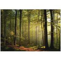 WallArena Fototapete Wald 250x175 cm