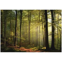 WallArena Fototapete Wald 250x175 cm