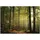 WallArena Fototapete Wald 250x175 cm