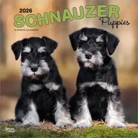 Browntrout Verlags GmbH Schnauzer Puppies - Schnauzer Welpen 2026