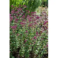 Pflanzen Für Dich Origanum laevigatum 'Rosenkuppel' Dost ca. 9x9