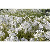 Pflanzen Für Dich Phlox divaricata 'White Perfume' P 0,5