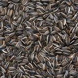 BusyBeaks Auswahl gestreifte Sonnenblumenkerne - Premium-Samenmischung für robuste Vögel - Ideal für Verschiedene Vogel-Futterspender