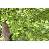 Pflanzen Für Dich Ginkgo biloba Fächerblattbaum 80–100 cm