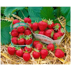 Fragaria 'Mara des Bois' -S-, Erdbeere, aromatisch, ca. 9x9 cm Topf