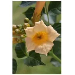 Campsis radicans 'Flava', Trompetenblume, gelb, 100–150 cm