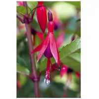 Pflanzen Für Dich Fuchsia magellanica 'M.Popple', Fuchsie, rot-violett, ca.