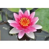 Pflanzen Für Dich Nymphaea x cult.'Attraction' Seerose Ca. 11x11 cm Topf
