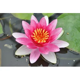 Pflanzen Für Dich Nymphaea x cult.'Attraction' Seerose Ca. 11x11 cm Topf