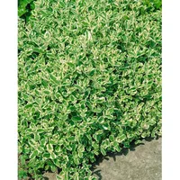 Pflanzen Für Dich Mentha x rotundifolia 'Variegata' p 0,5