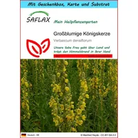 SAFLAX - Geschenkset - Großblumige Königskerze - 500 Samen