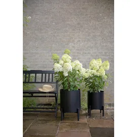 eva solo Simply Grow 37 x 51 cm Schwarz