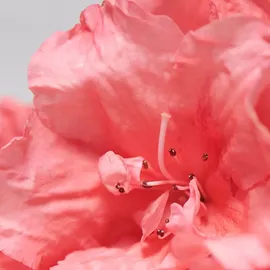 Babor Skinovage Moisturizing Eye Gel-Cream 15 ml