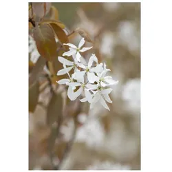 Amelanchier 'Ballerina', Felsenbirne, weiß, 60–100 cm