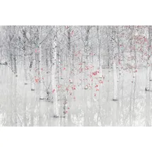Papermoon "Photo-Art FIORENZO CAROZZI, ROT EIN WEIß", bunt, B:2,5m L:1,86m, Vlies,