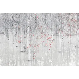 Papermoon "Photo-Art FIORENZO CAROZZI, ROT EIN WEIß", bunt, B:2,5m L:1,86m, Vlies,