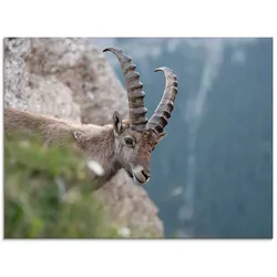 Artland Glasbild »Steinbock«, Wildtiere, (1 St.), in verschiedenen Größen Artland Farbe Bild(er): braun