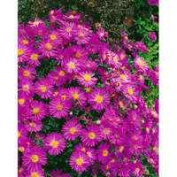 Pflanzen Für Dich Aster dumosus Starlight Kissen-Aster, ca. 9x9