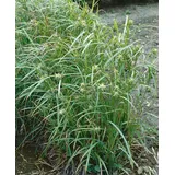 Pflanzen Für Dich Carex Grayi Morgenstern-Segge