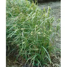 Pflanzen Für Dich Carex Grayi Morgenstern-Segge