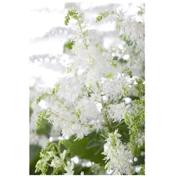 Astilbe x arendsii 'Brautschleier', Prachtspiere, weiß, ca. 9x9 cm Topf