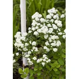 Pflanzen Für Dich Spiraea Vanhouttei Prachtspiere Weiß 40–60 cm