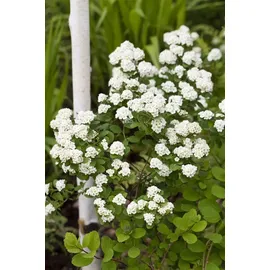 Pflanzen Für Dich Spiraea Vanhouttei Prachtspiere Weiß 40–60 cm