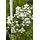 Pflanzen Für Dich Spiraea Vanhouttei Prachtspiere Weiß 40–60 cm